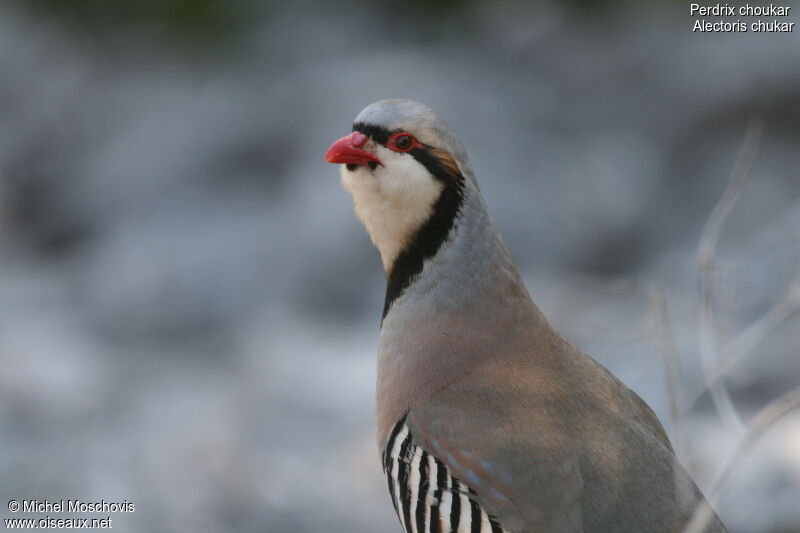 Chukar Partridge