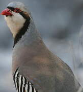 Chukar Partridge