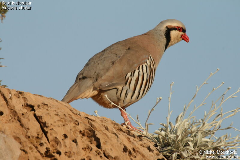 Chukar Partridge