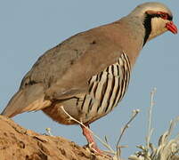 Chukar Partridge