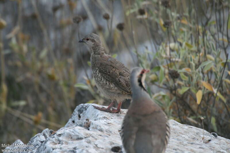 Chukar PartridgePoussin, identification