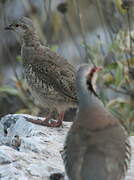 Chukar Partridge