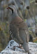 Chukar Partridge