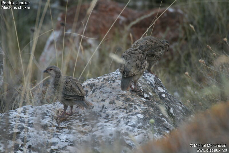 Chukar PartridgeFirst year