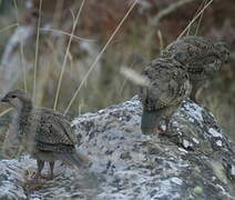 Chukar Partridge