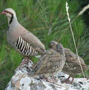 Chukar Partridge