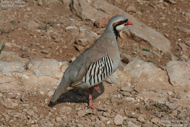 Chukar Partridge, identification
