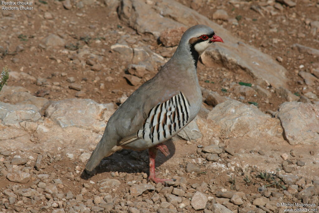 Perdrix choukar, identification