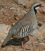 Chukar Partridge