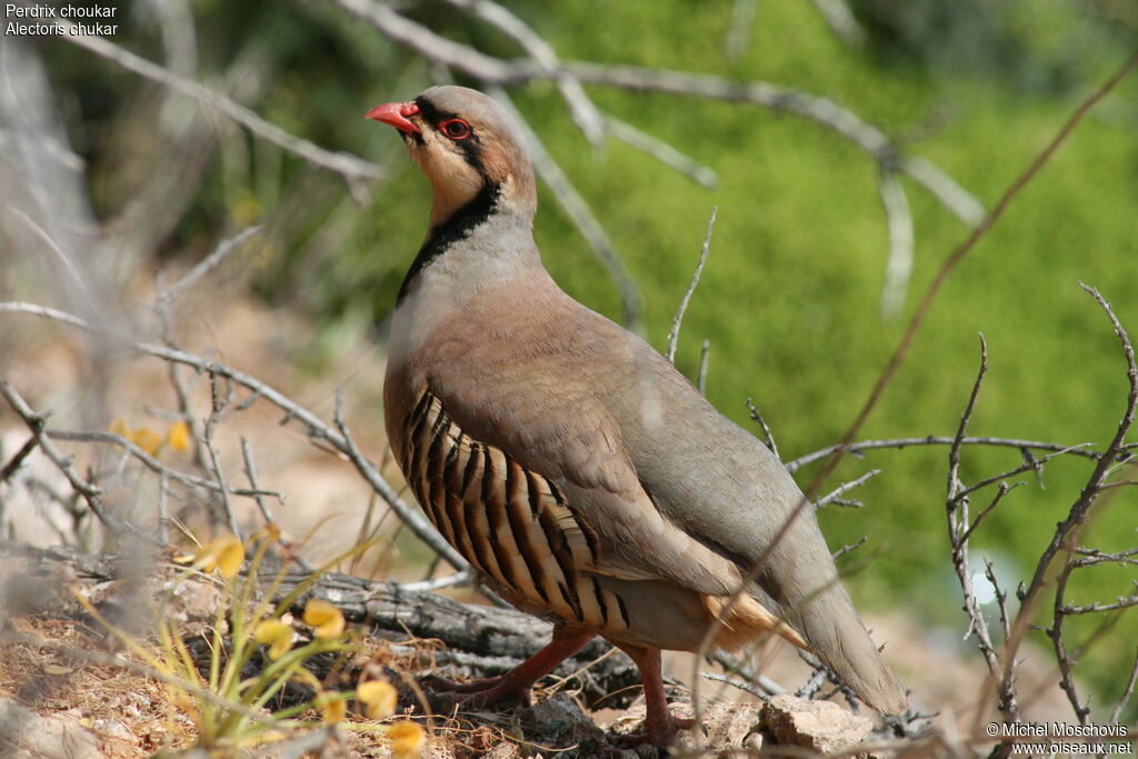 Perdrix choukar, identification