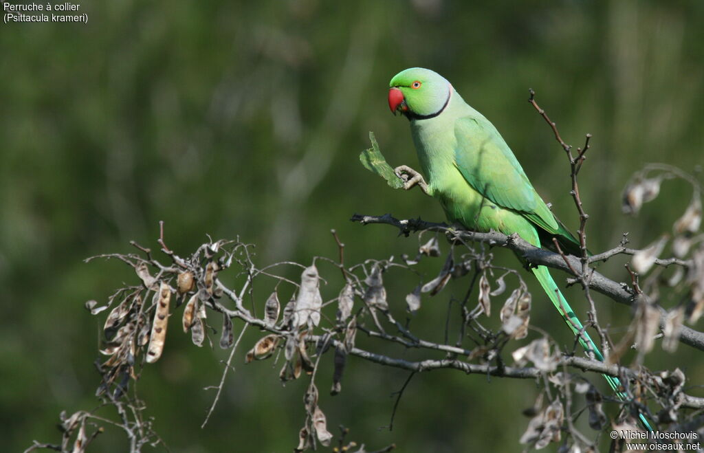 Rose-ringed Parakeet, identification