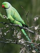 Rose-ringed Parakeet