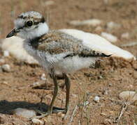 Little Ringed Plover