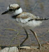 Little Ringed Plover