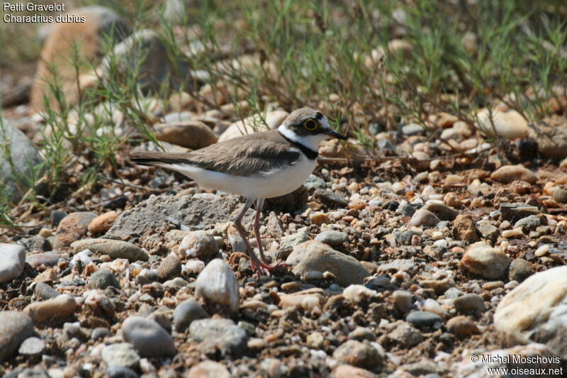 Little Ringed Plover female adult breeding