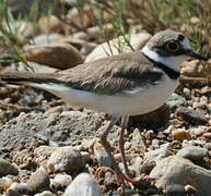 Little Ringed Plover