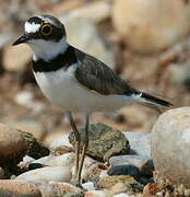 Little Ringed Plover