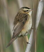 Sedge Warbler