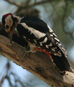 Great Spotted Woodpecker