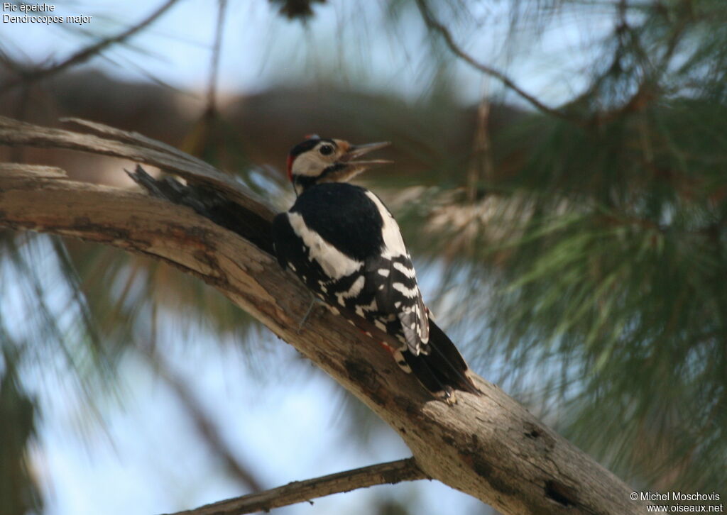 Great Spotted Woodpecker