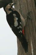 Syrian Woodpecker