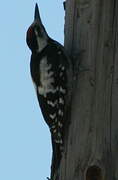 Syrian Woodpecker