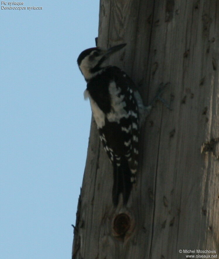 Syrian Woodpecker, identification