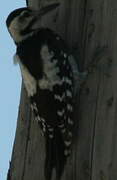 Syrian Woodpecker