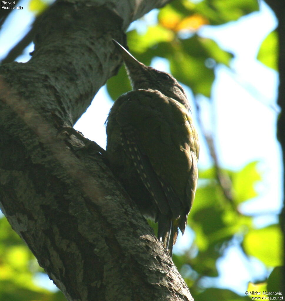 European Green Woodpecker female adult