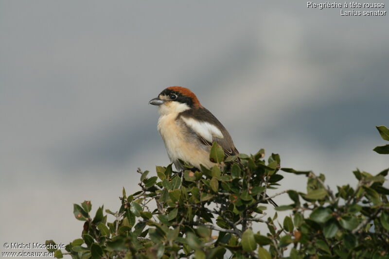 Woodchat Shrikeadult