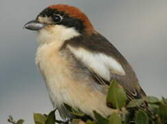 Woodchat Shrike