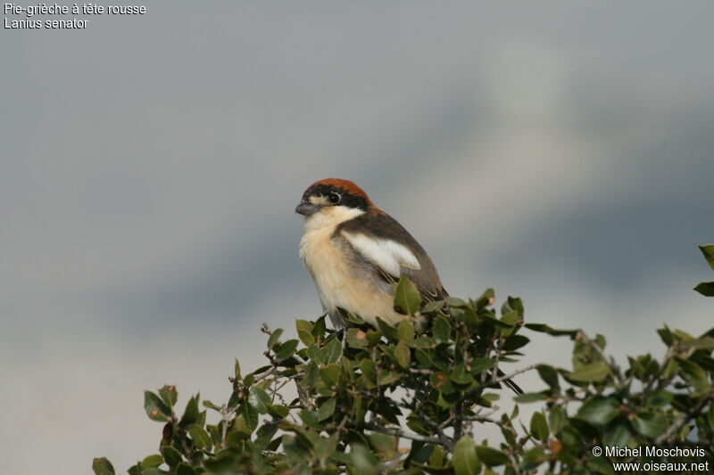 Woodchat Shrikeadult