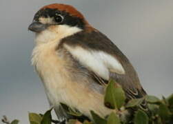 Woodchat Shrike