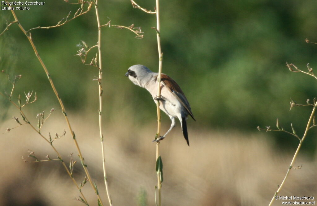 Red-backed Shrike male adult