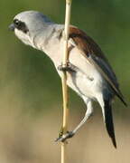 Red-backed Shrike