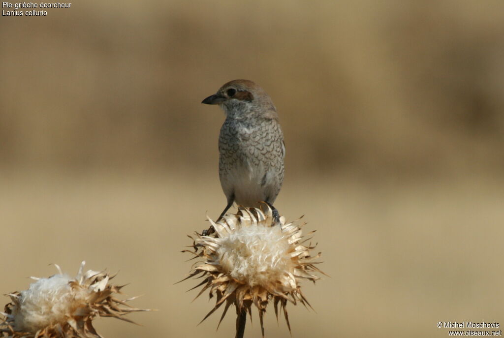 Red-backed Shrike female