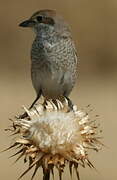 Red-backed Shrike