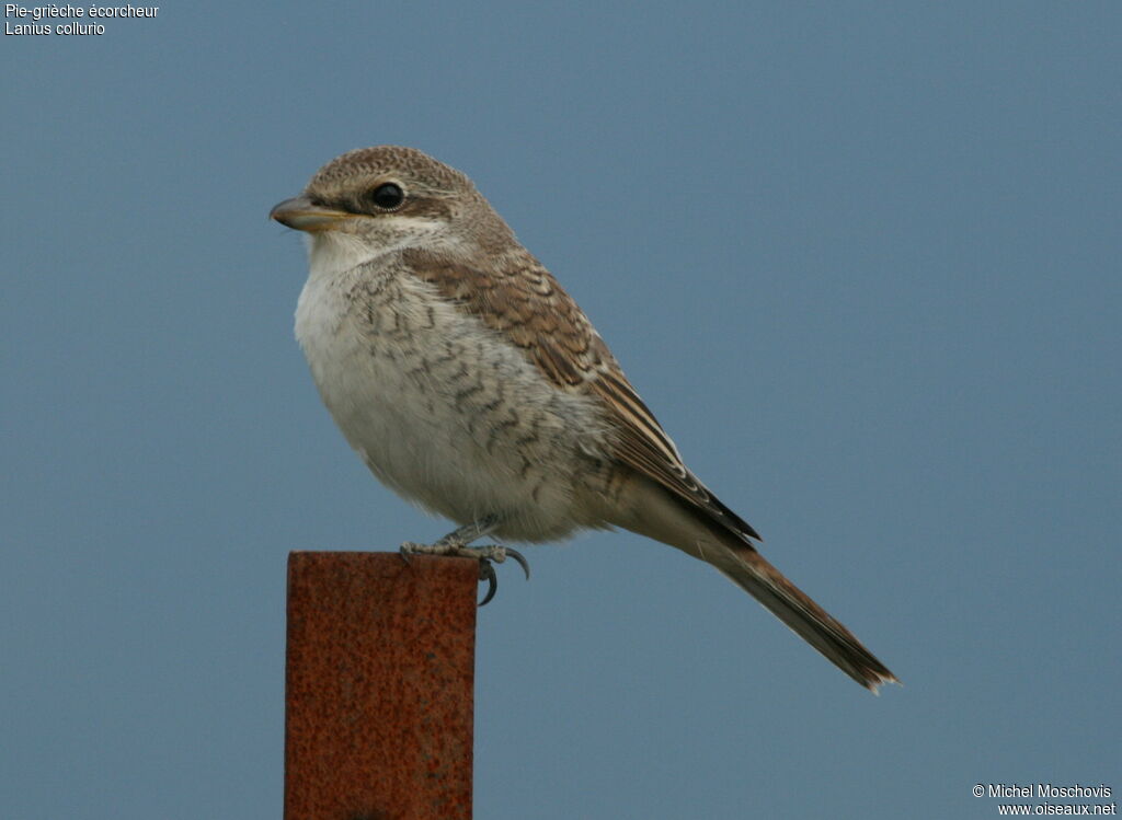 Red-backed ShrikeFirst year, identification