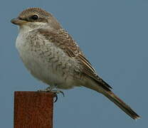 Red-backed Shrike