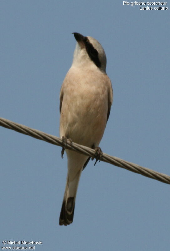 Red-backed Shrike