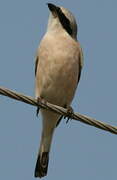 Red-backed Shrike