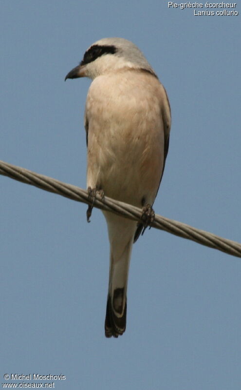 Red-backed Shrike