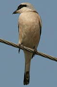 Red-backed Shrike