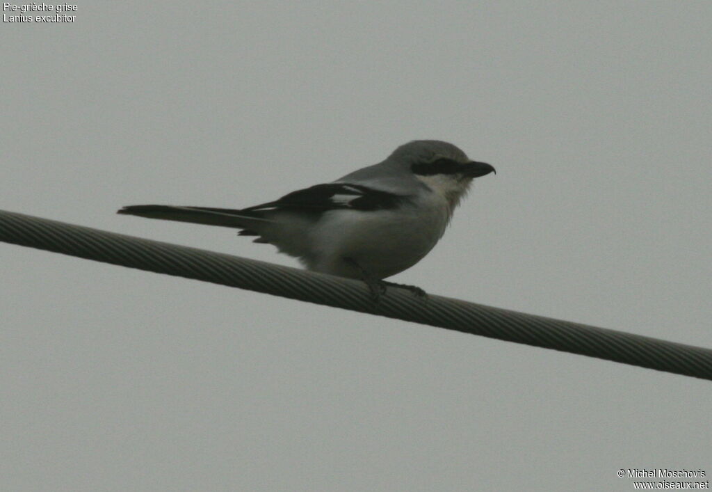 Great Grey Shrike, identification