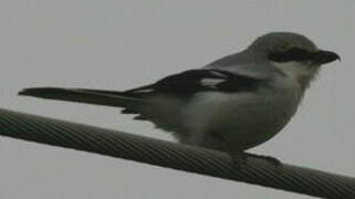 Great Grey Shrike