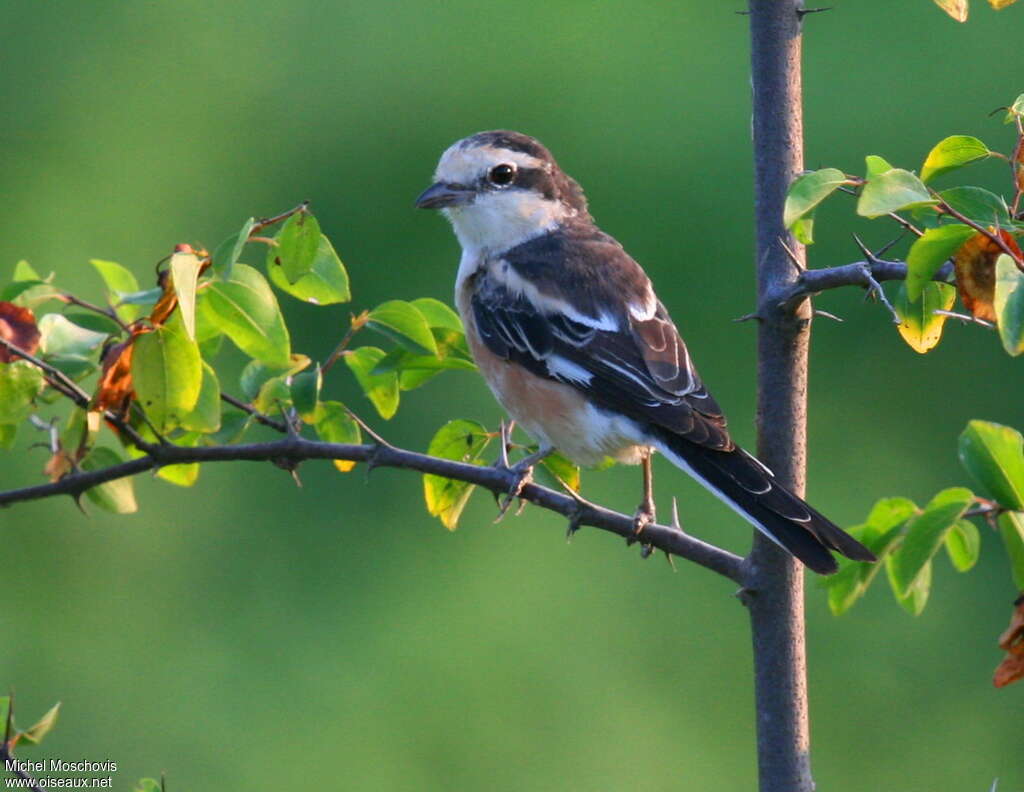 Masked Shrike female adult breeding, identification