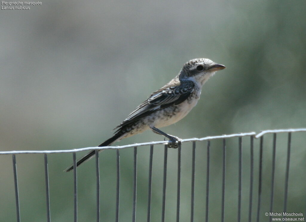 Pie-grièche masquée1ère année, identification