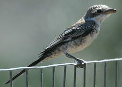 Masked Shrike