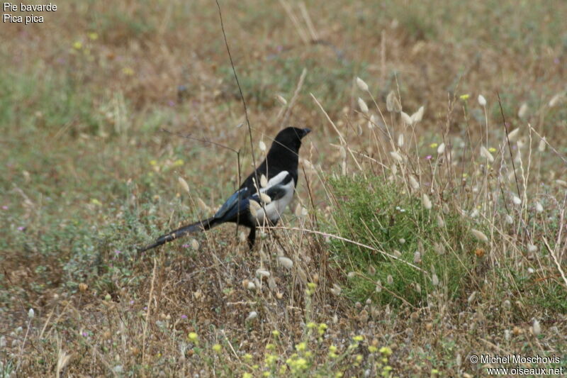 Eurasian Magpieadult