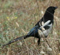 Eurasian Magpie